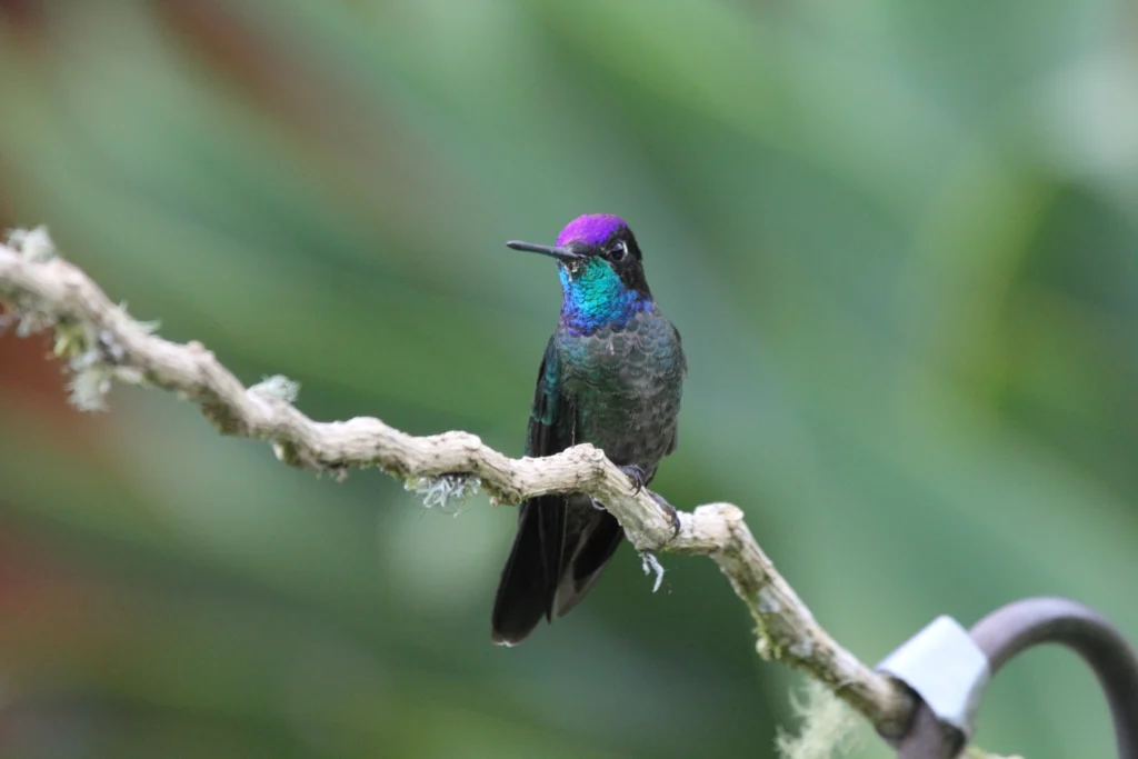 Magnificent Hummingbird