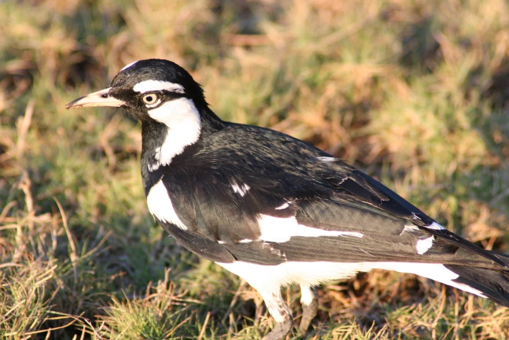 Magpie-lark (Grallina cyanoleuca)