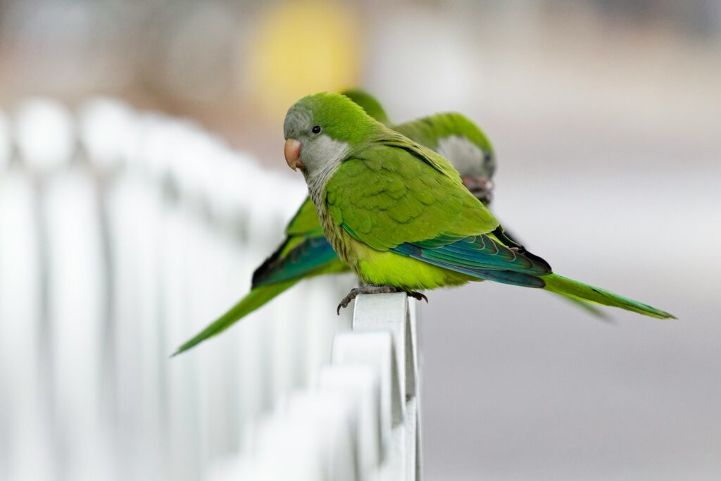 Monk Parakeet (Myiopsitta monachus)