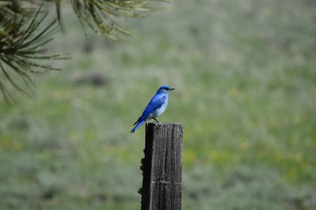 Mountain Bluebird 