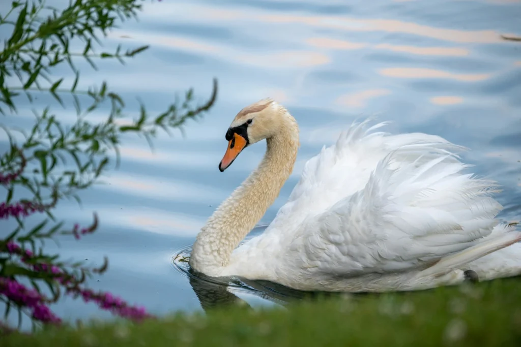 Mute Swan