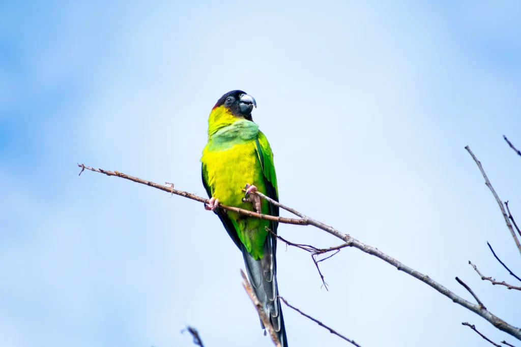 Nanday Parakeet