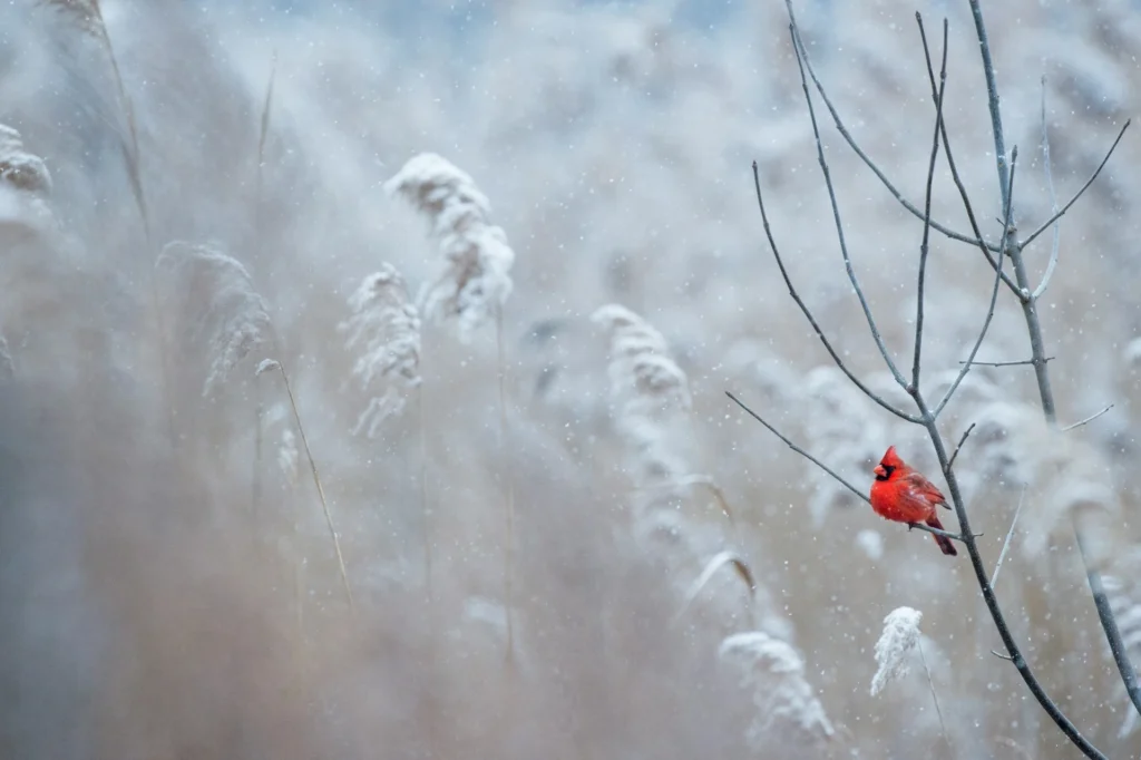 Northern Cardinal