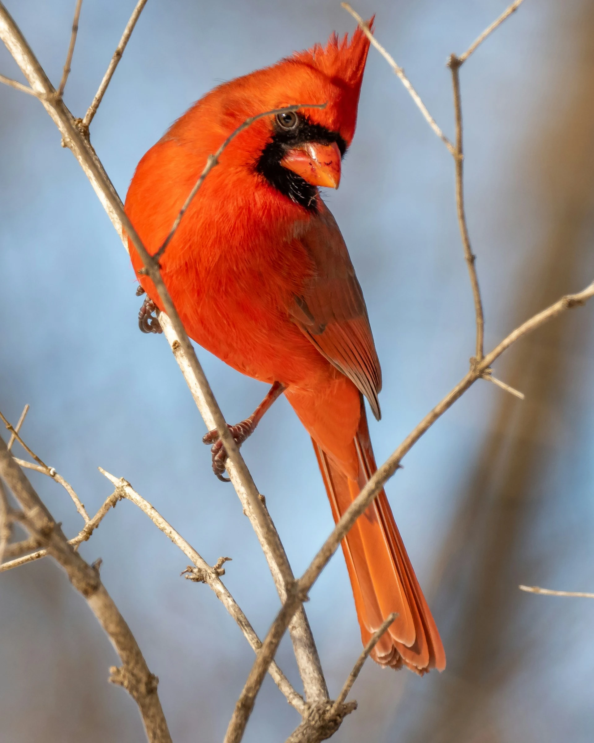 Northern Cardinal Northern Cardinal