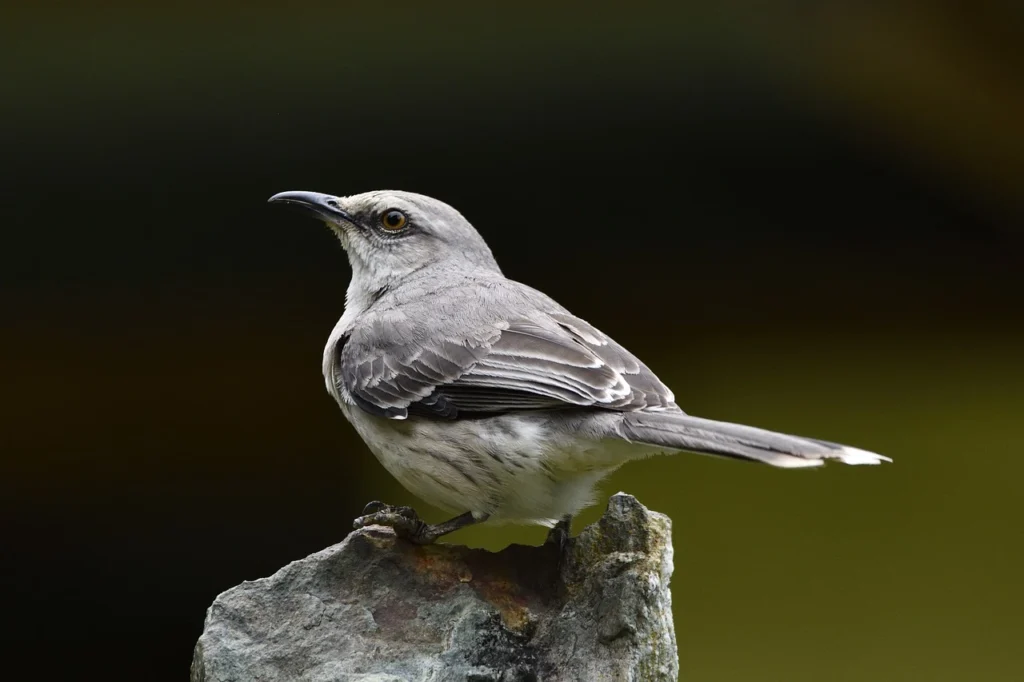 Northern Mockingbird(Mimus polyglottos)