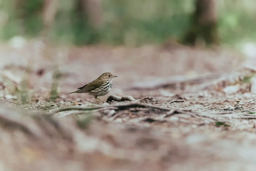 Ovenbird