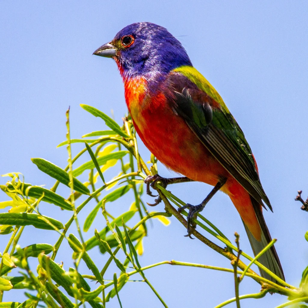 Painted Bunting (Passerina ciris)