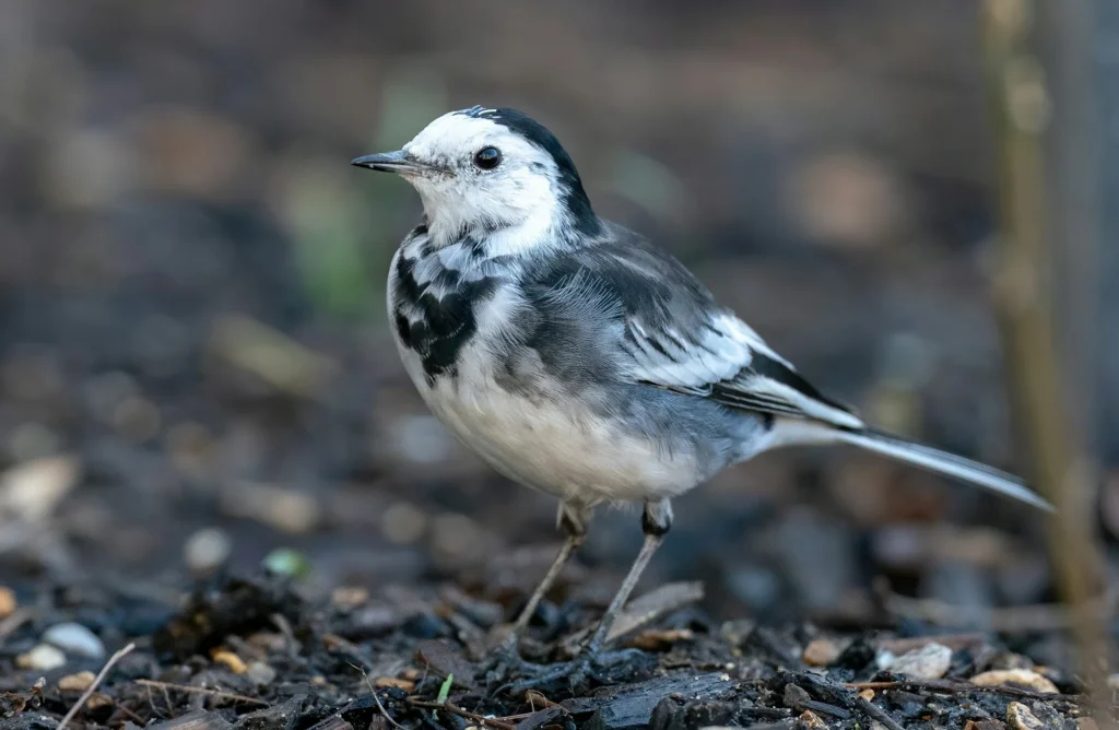 Pied Wagtail