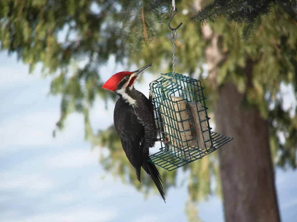 Pileated woodpecker