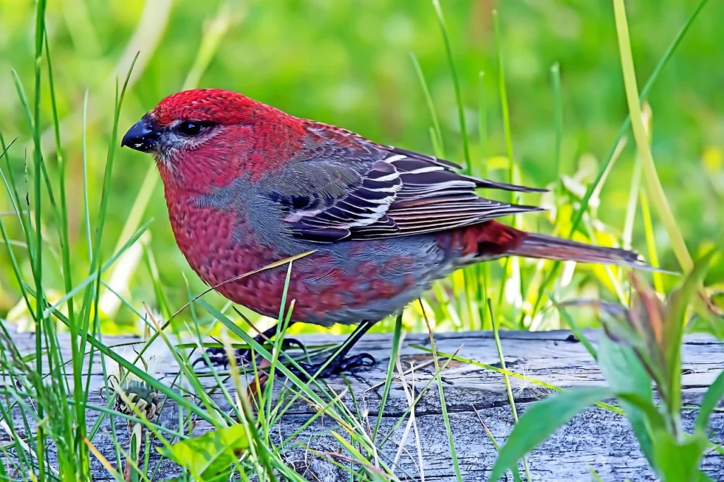 Pine Grosbeak