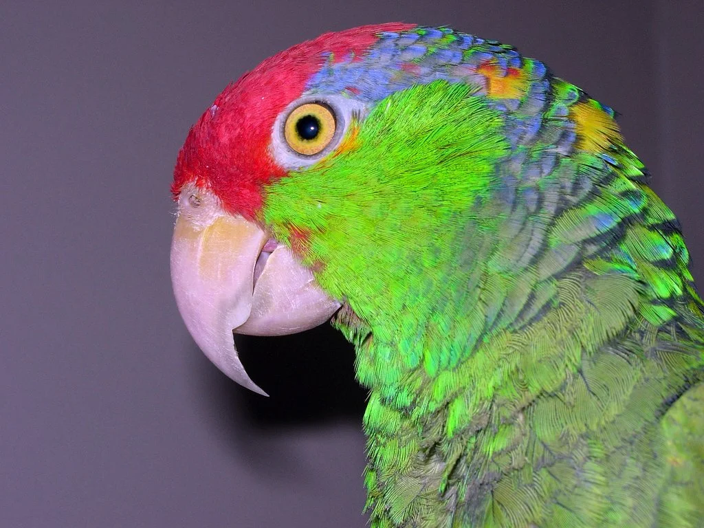 Red-crowned Amazon Parrot