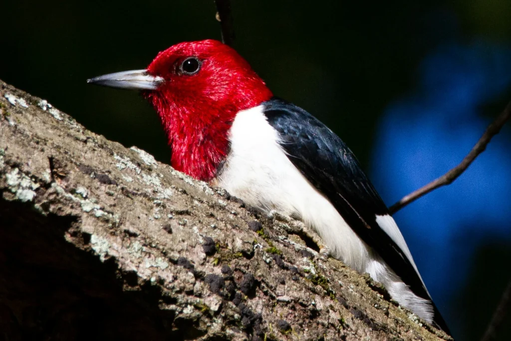 Red-headed Woodpecker