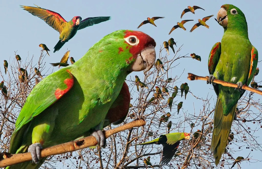 Red-masked Parakeet