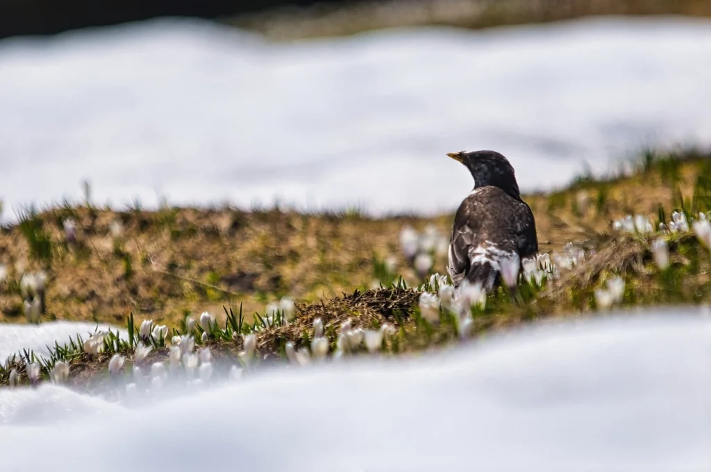  Ring Ouzel (Turdus torquatus)