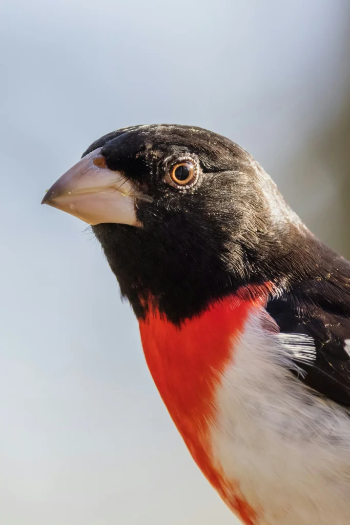 Rose-breasted Grosbeak