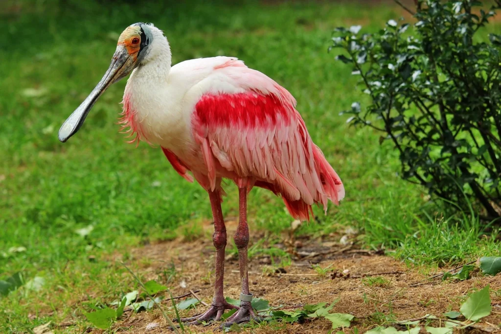 Roseate Spoonbill (Platalea ajaja)