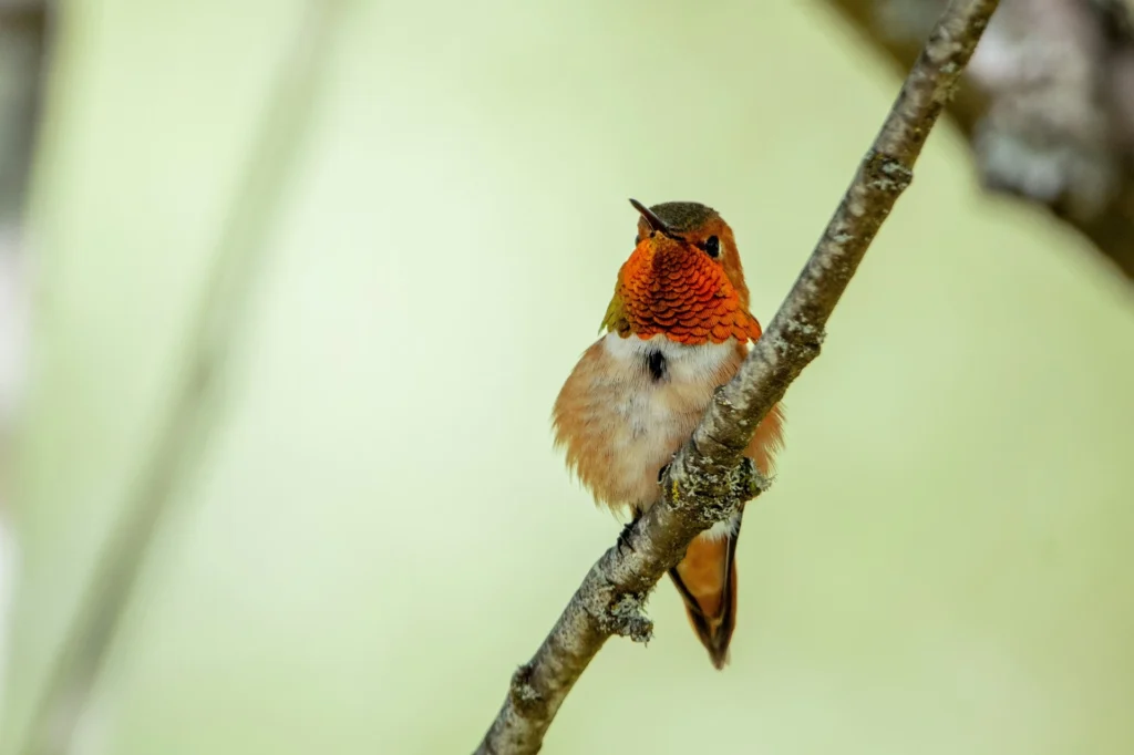 Ruby-throated hummingbird (Archilochus colubris)