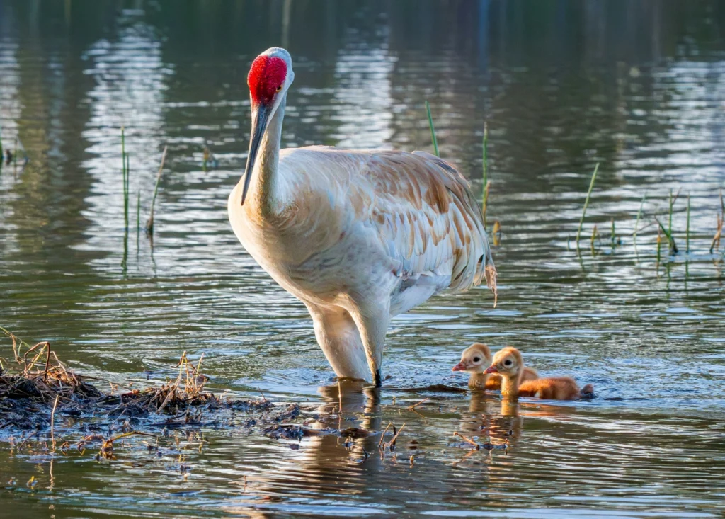 Sandhill Crane (Grus canadensis)