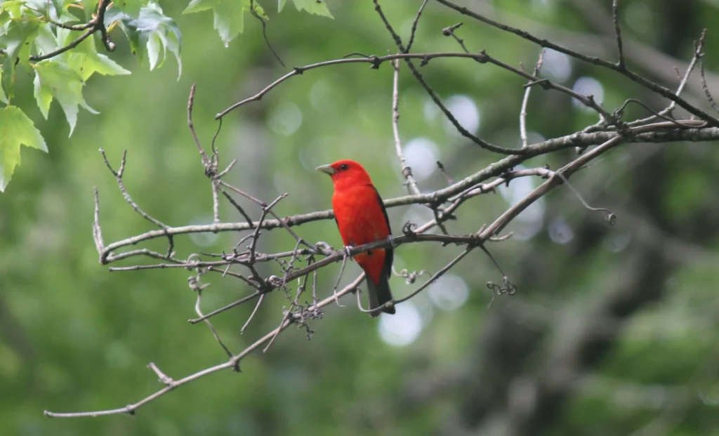 Scarlet Tanager