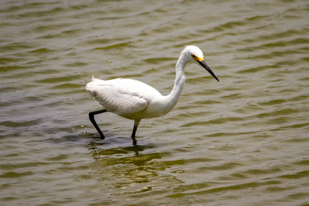  Snowy Egret