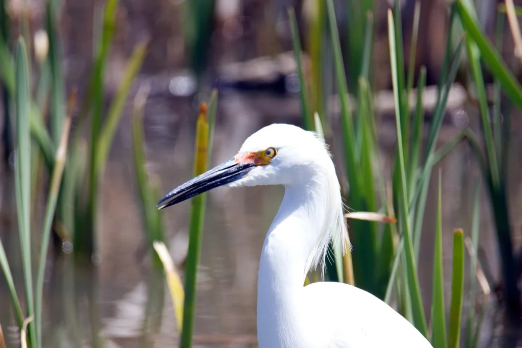 Snowy Egret (Egretta thula)