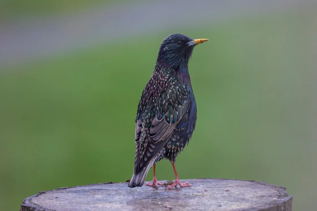 Starlings
