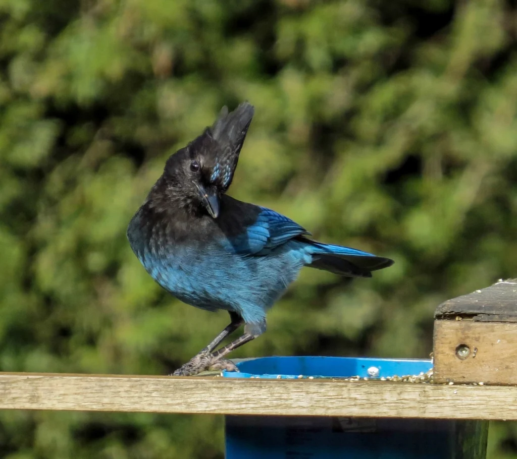 Steller's Jay 