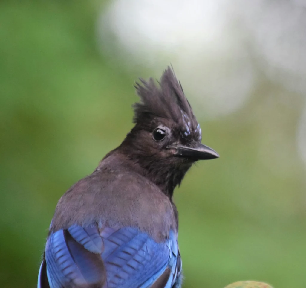 Steller's jay