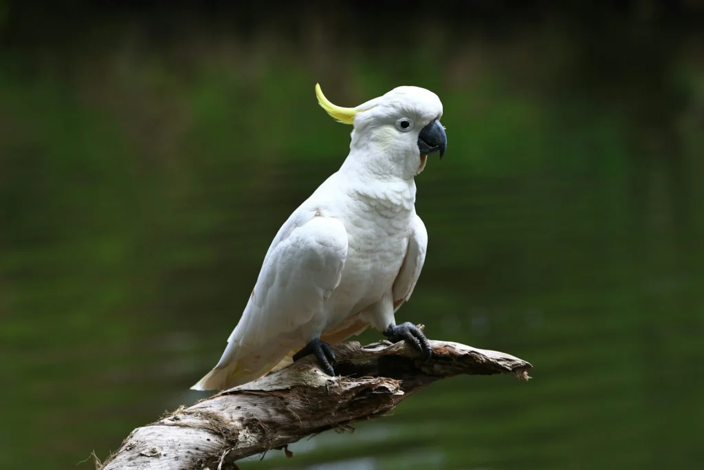 Sulphur-crested cockatoo