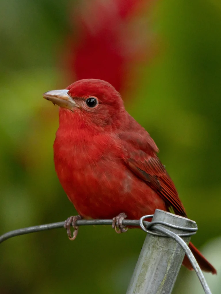 Summer Tanager