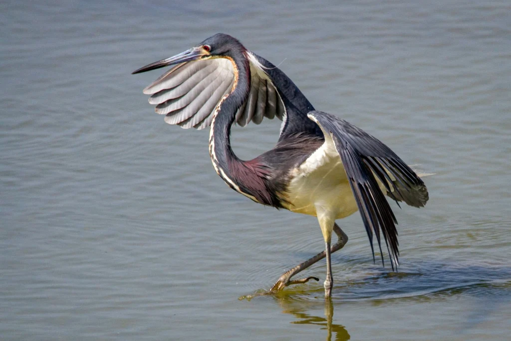 Tricolored Heron (Egretta tricolor)