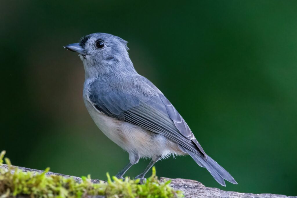 Tufted Titmouse