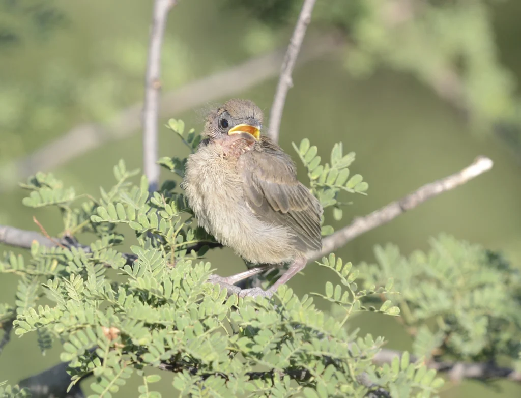 Varied Bunting 