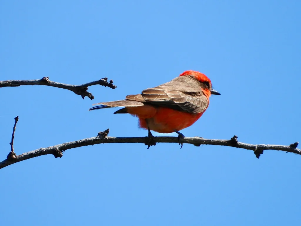 Vermilion Flycatcher