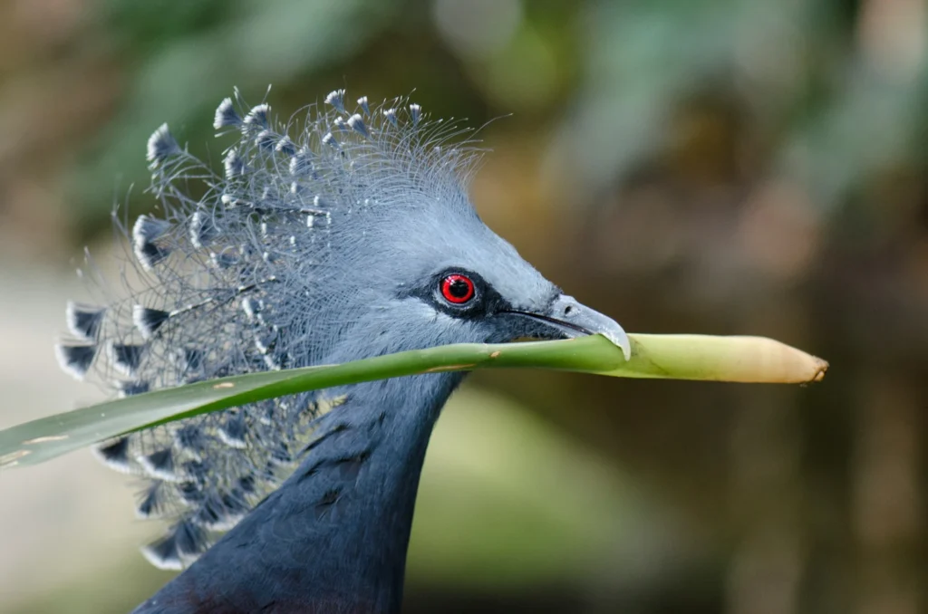 Victoria Crowned Pigeon