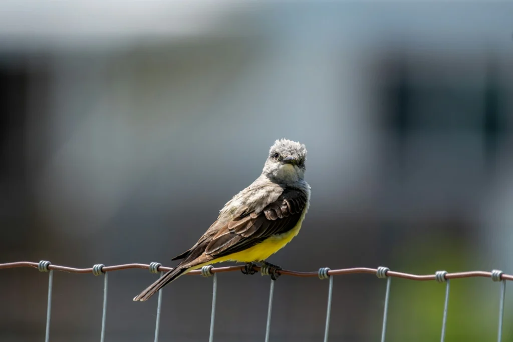 Western Kingbird 