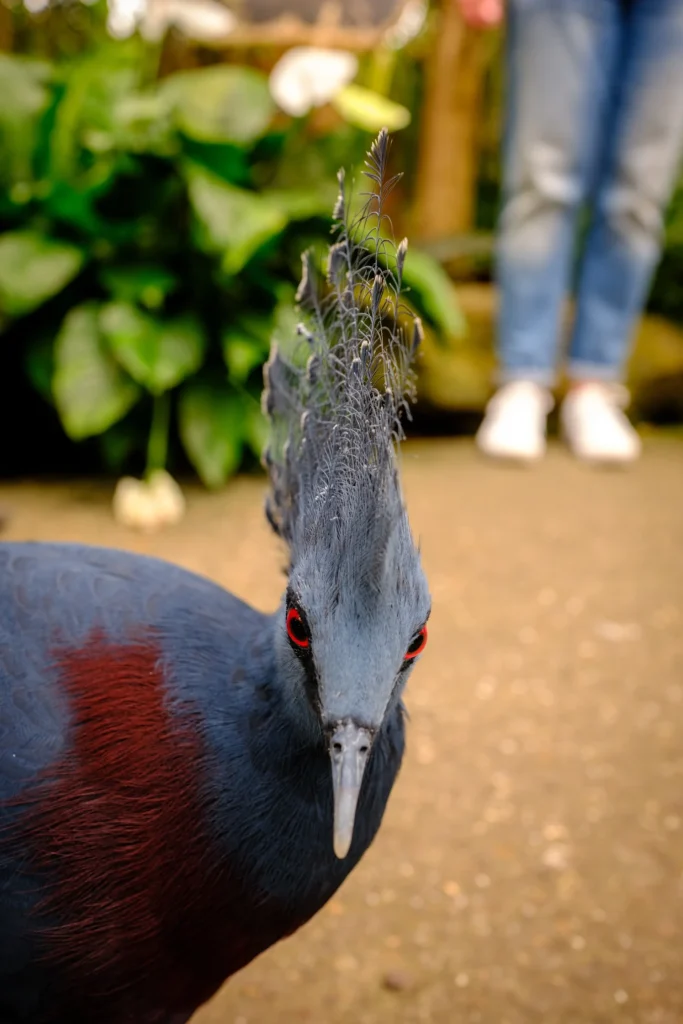 Western crowned pigeon