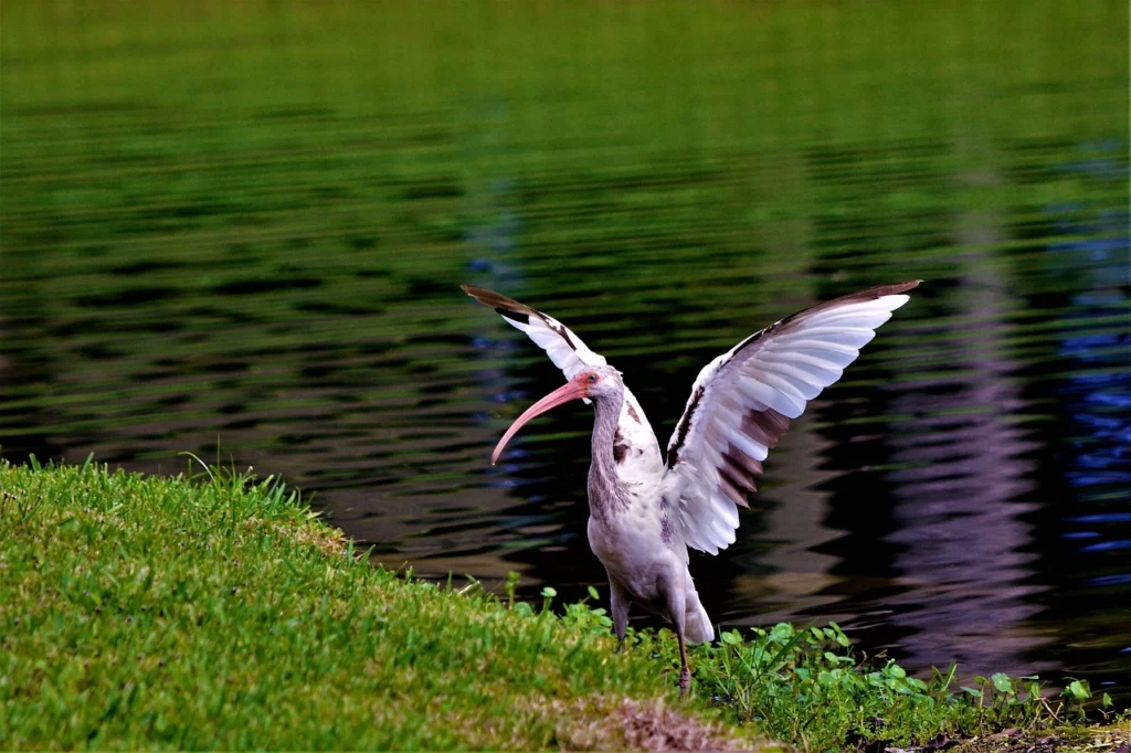 White Ibis (Eudocimus albus)