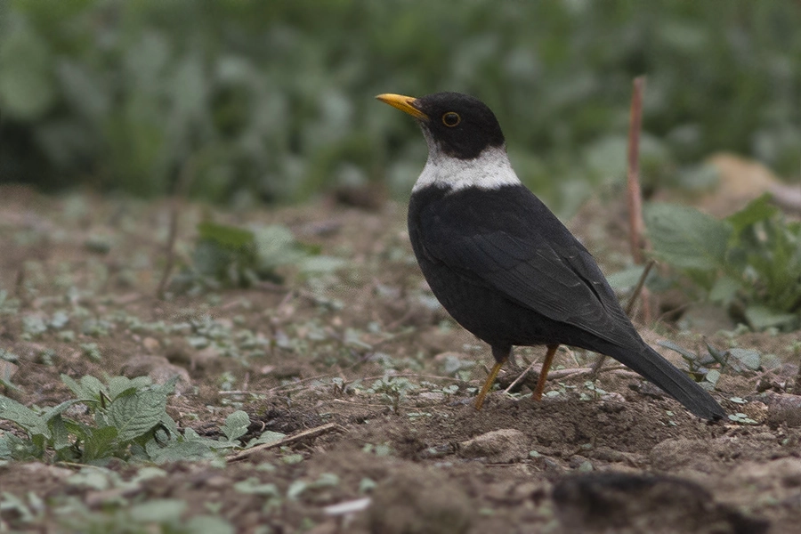 White-collared Blackbird (Turdus albocinctus)