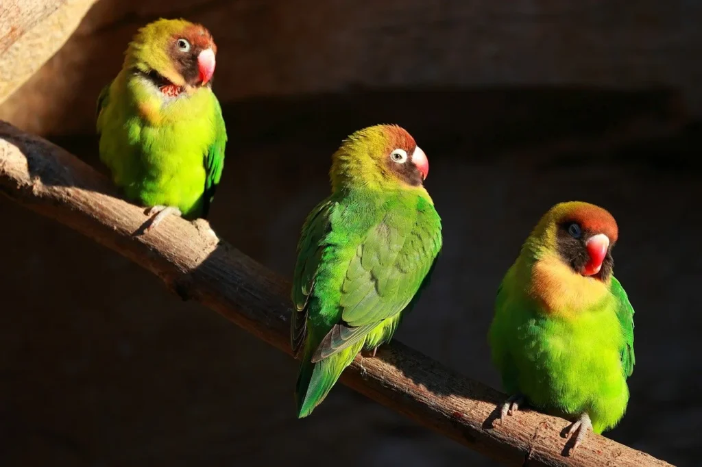 White-eyed Parakeet