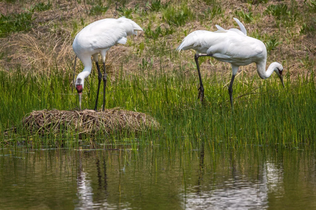 Whooping Crane (Grus Americana)