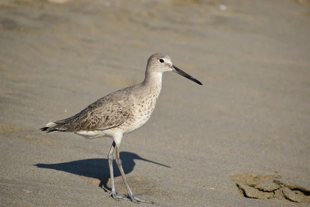  Willet