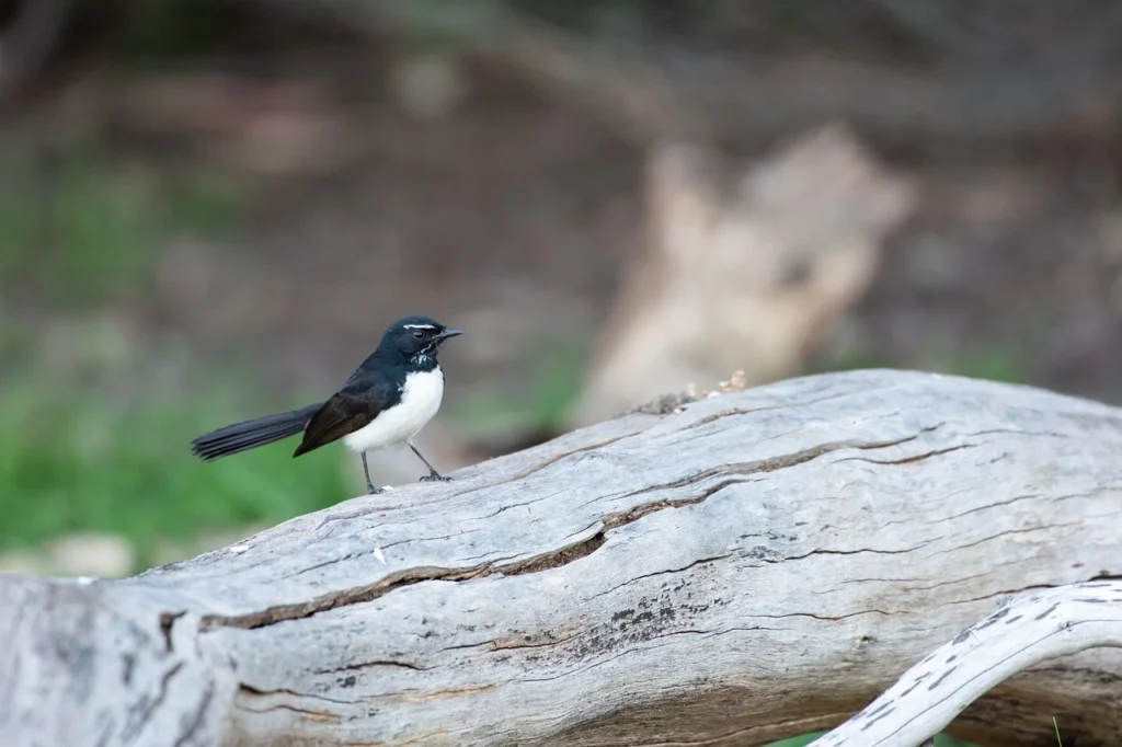 Willy Wagtail (Rhipidura leucophrys)