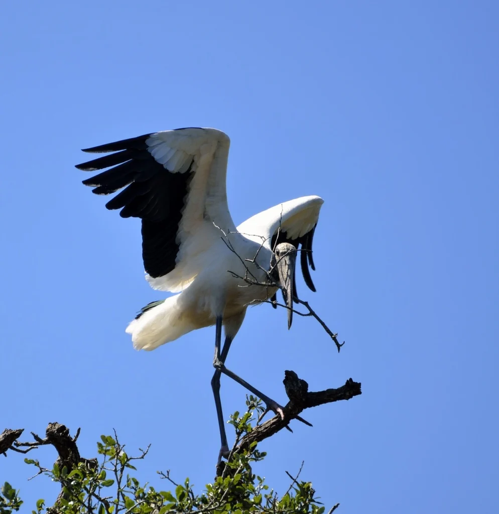 Wood Stork (Mycteria Americana)