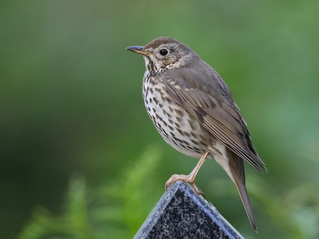 Wood Thrush 