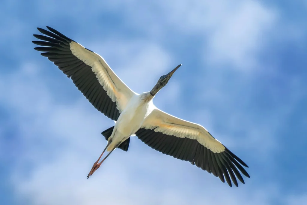 Wood stork