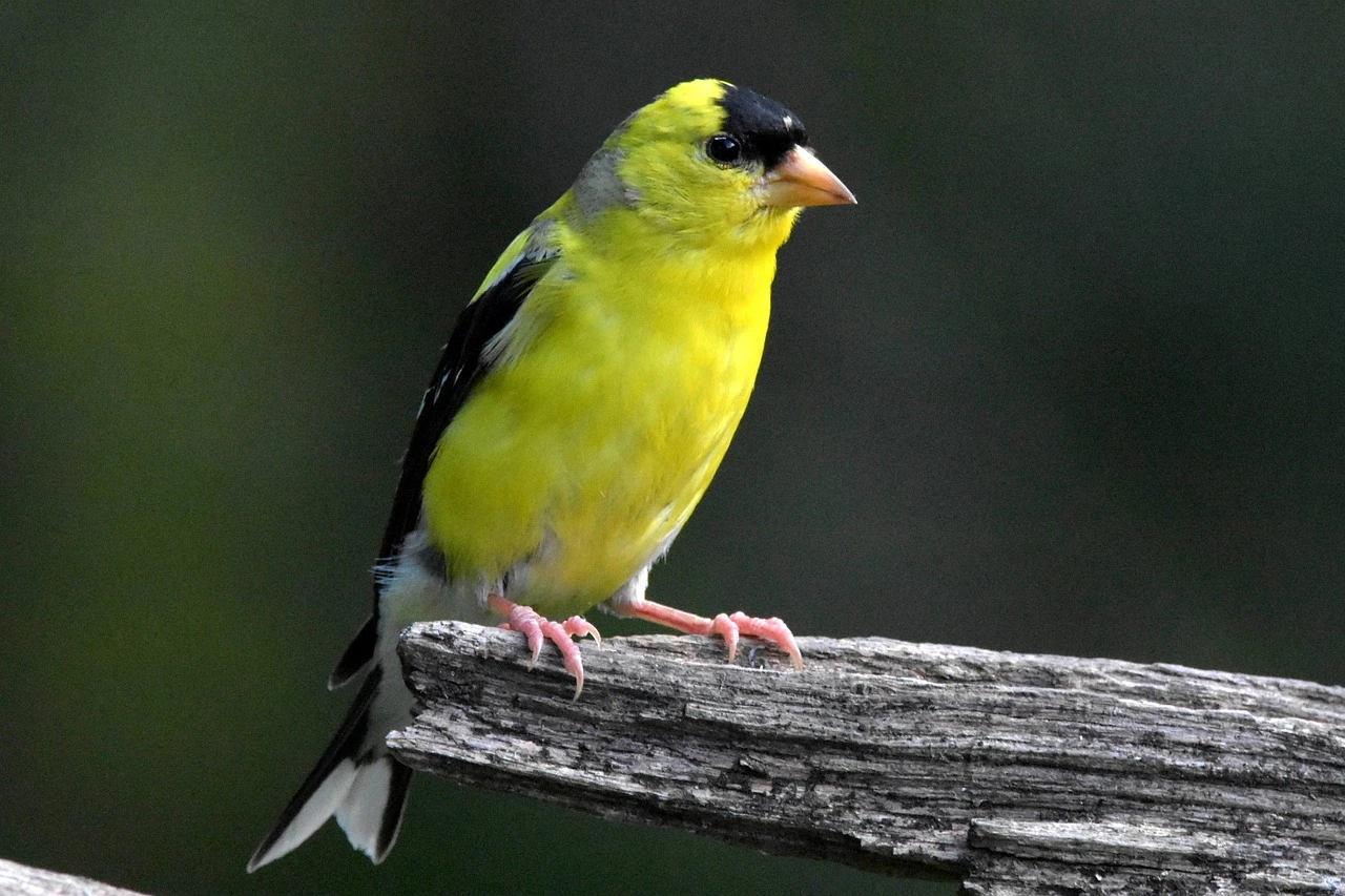 Yellow Birds in Michigan