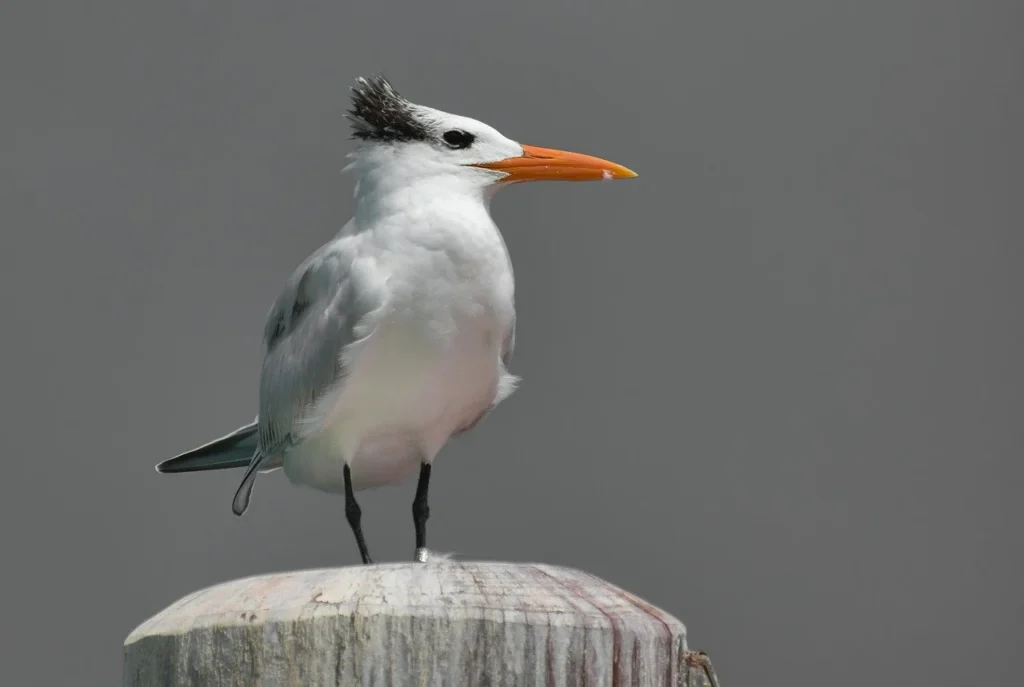 Royal Tern