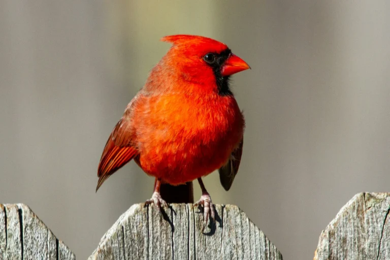 Discover 10 Types of Red Birds in South Carolina
