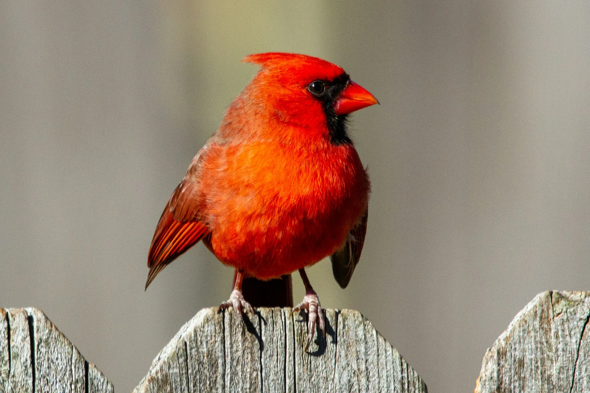 Red Birds in South Carolina